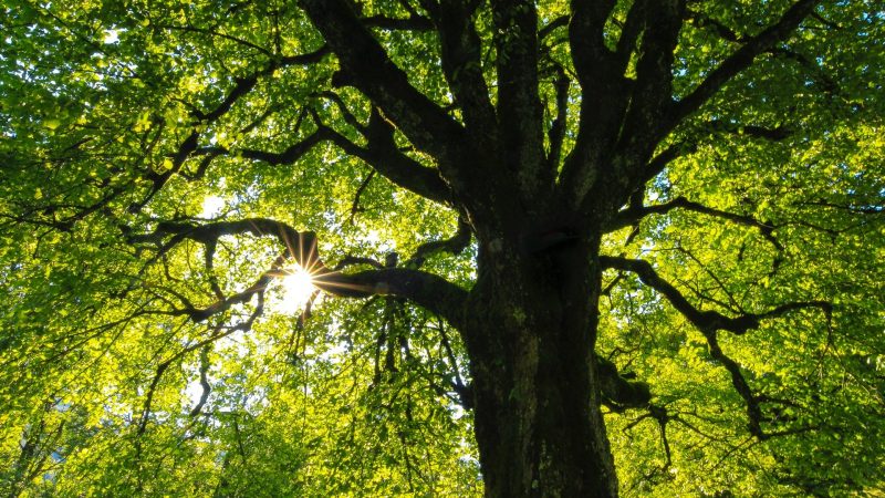 Grün belaubter Baum im Wald/Tim Pissarrek